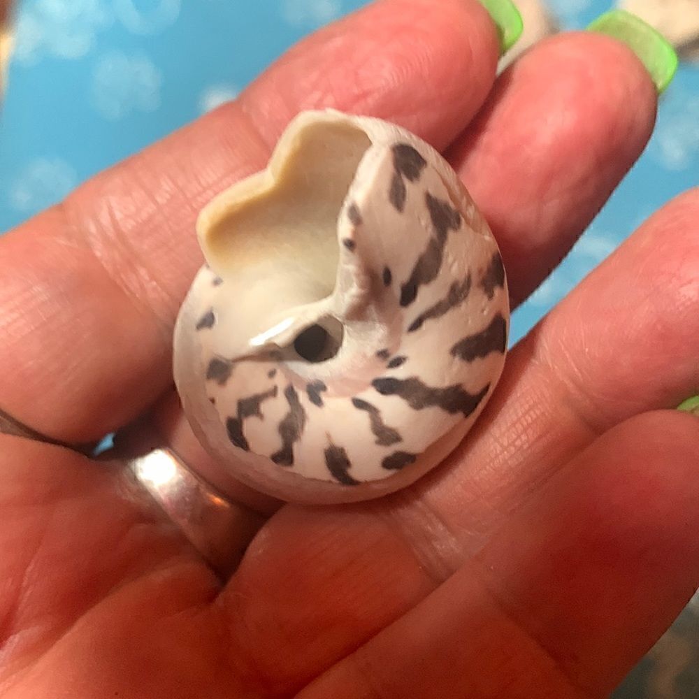 Bundle of Small Sea Shells From Bahamas - Picture 7 of 11